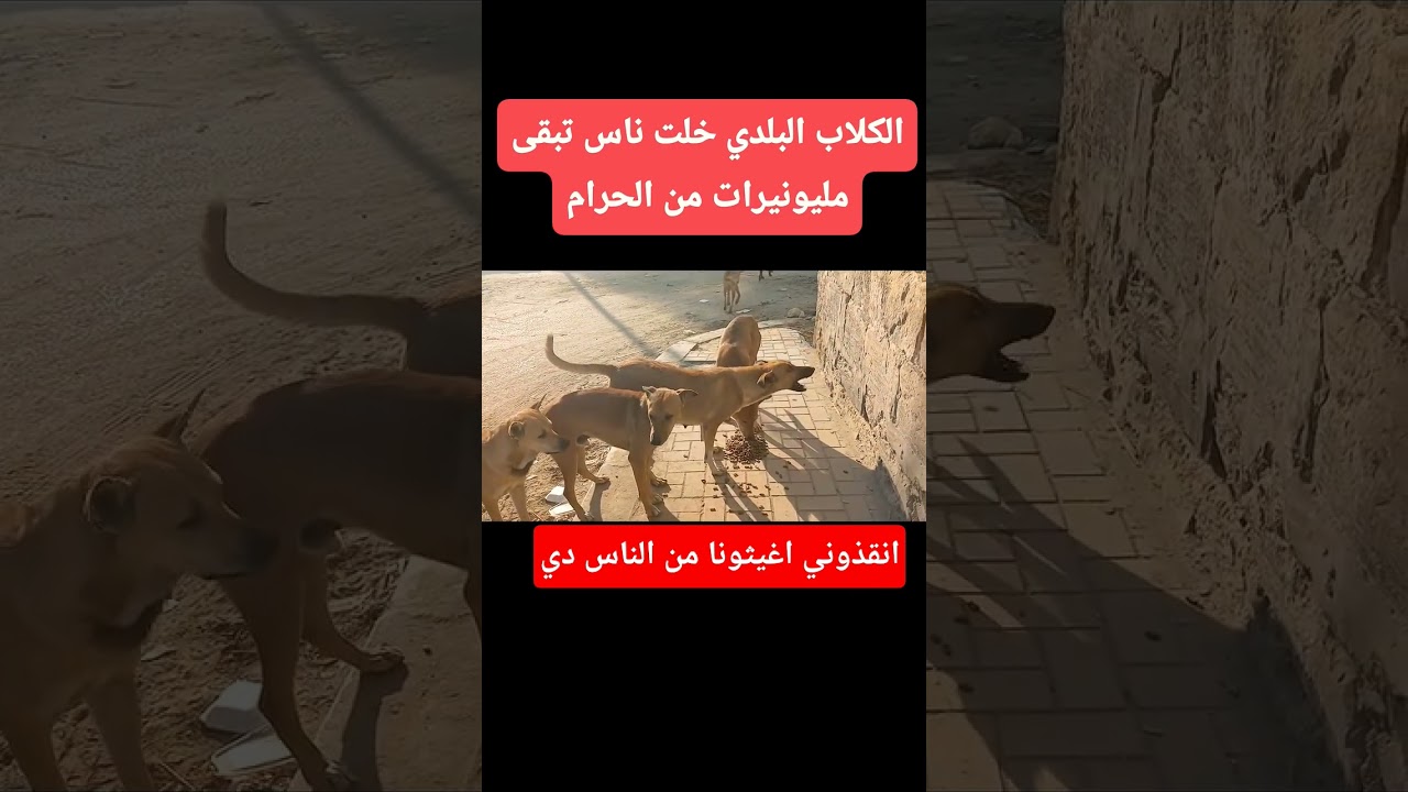 انقذونا واغيسونا من الناس دي اللي بتتربح الملايين من الكلاب الضعيفه اللي في الشارع