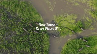 How Tourism Helps Conservation in Africa | The Real Impact of Safari Travel