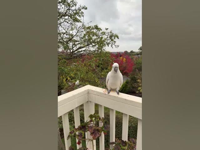 Birds & Co of Australia: Exciting Friendly Feeding FRIDAY!