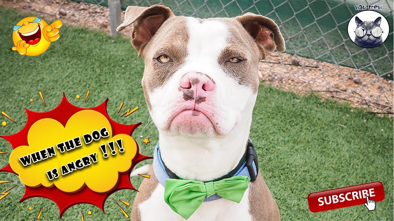 Compilation of happy dogs, Dogs that bring laughter🐶🐶🐶 YouTube