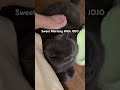 Sweet Morning With JOJO #cat #cute #catshorts #catvideos #pets