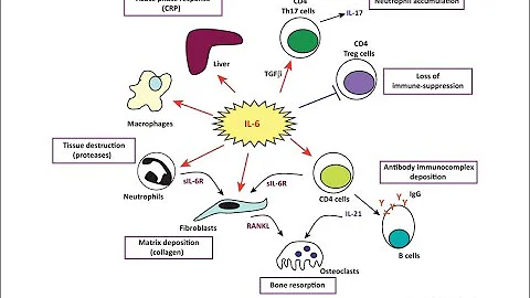 Interleukin 6 (IL 6); Definition, Function, Production, Therapeutic target, Significance