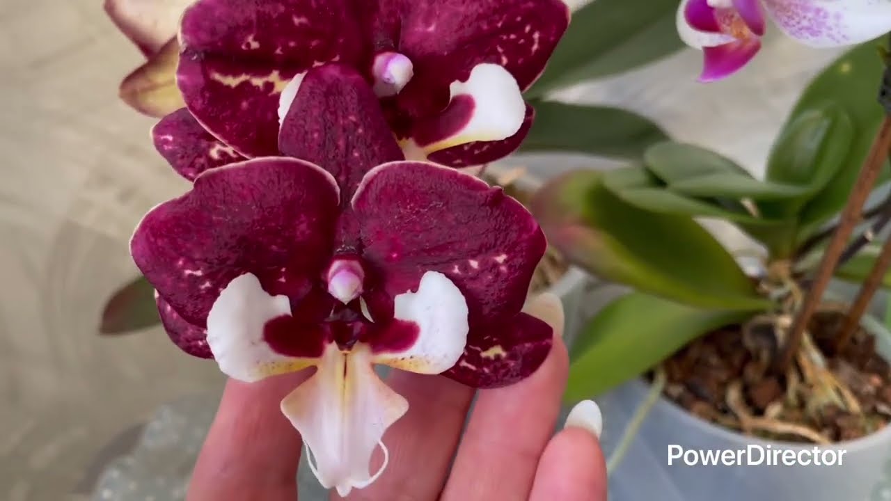 ОРХИДЕИ цветут, а некоторые ЧУДЯТ 😜