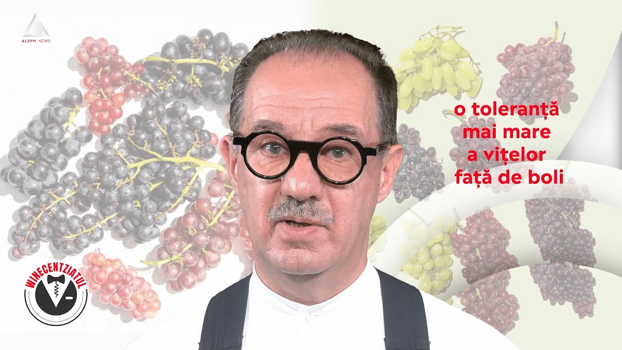 Winecentziatul. Cum obții o varietare de vinuri