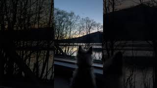 Cairn terrier watches bats on his Scottish holiday in his dog friendly accommodation