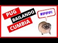  pug bailando cumbia 