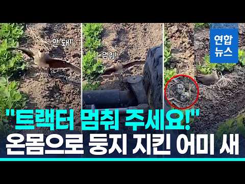 온몸으로 트랙터 멈춰 세우고 둥지 지킨 어미 새 화제 / 연합뉴스 (Yonhapnews)