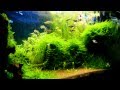 Shrimps, Rasboras &amp; Trumpet Snail