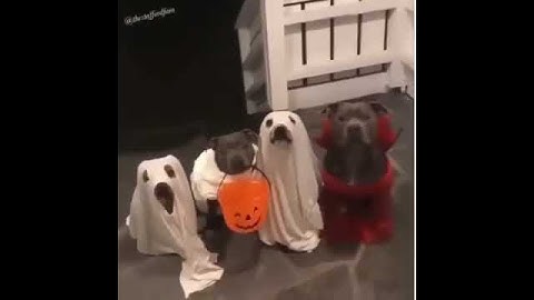 🎃Pitbull Dog Funny Halloween Costume ♣Trick or Treat son of a b. 🎃🎃🎃