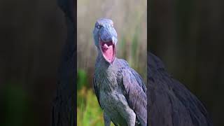 Birds Cant Be Scary 