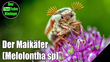 Welcher Käfer sieht aus wie ein Maikäfer?