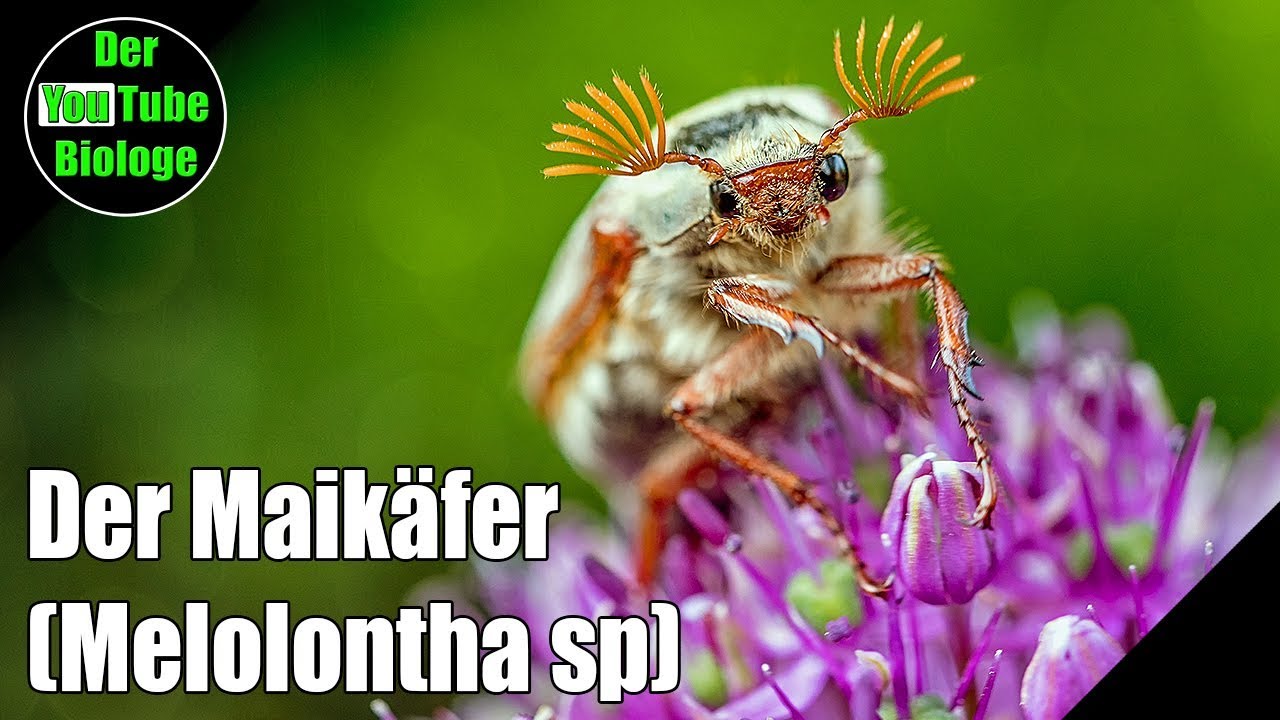 Der Maikäfer – Die wichtigsten Infos