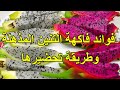 فاكهة التنين الدراجون فروت فوائد مذهلة لا يعرفها الكثيرون وطريقة الاستخدام 