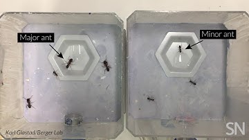 See warrior ants acting like forager ants | Science News
