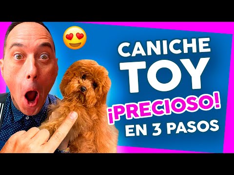 Video: Mejora la piel y el pelaje de tu caniche con este sencillo truco