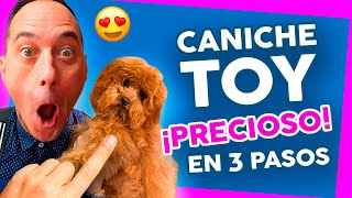 Los MEJORES CUIDADOS para tu CANICHE TOY o POODLE 🐶 PELUQUERÍA CANINA