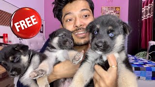 Cheeni puppies For adoption | dog can talk part 196 | Roxycheeni | Husky | Review reloaded