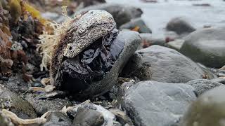 live abalone at Mckerricher State Beach.