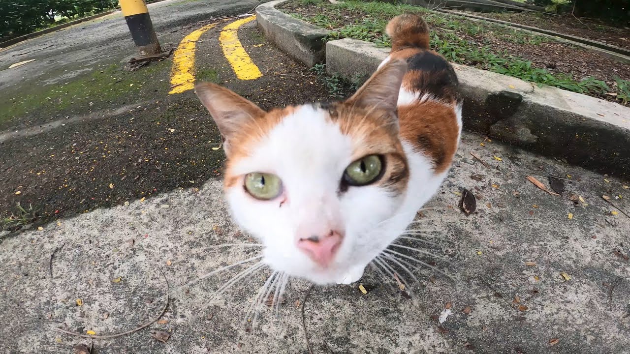 Shorttailed cat is so gentle that melt your heart. YouTube
