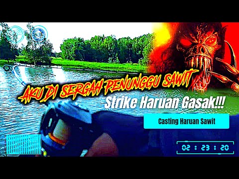 Strike Haruan Ladang Sawit - Casting ikan Haruan di Sergah Penunggu!!!