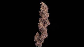 Cannabis Flower using GREASE 4k Purple Flower 360 Video