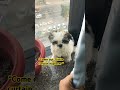 Behind the curtain adventures with my shih tzu shortsshihtzumania dogbreed viral.