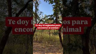 Lo Viste O Te Comió?