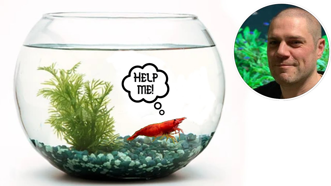 Shrimp Tank Setup: Are Bowls Suitable for Keeping Shrimp? - YouTube
