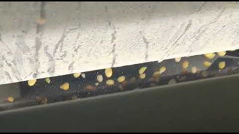 Fried Grams Color sorting