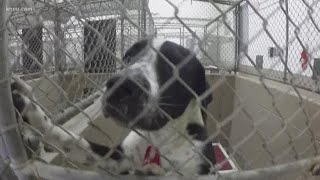 Pets for Christmas: Adopt, don't shop!