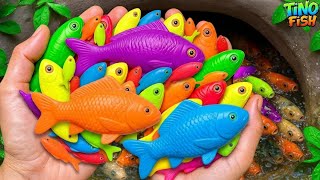 I get colorful ornamental fish in tiny pond koi fish betta fish platy fish guppies baby eels