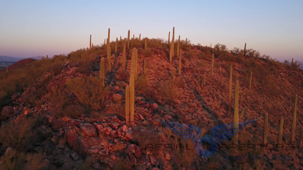 Sunset flight over cactus at sunset