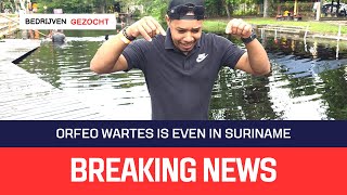 BREAKING NEWS - 🇸🇷 - ORFEO WARTES