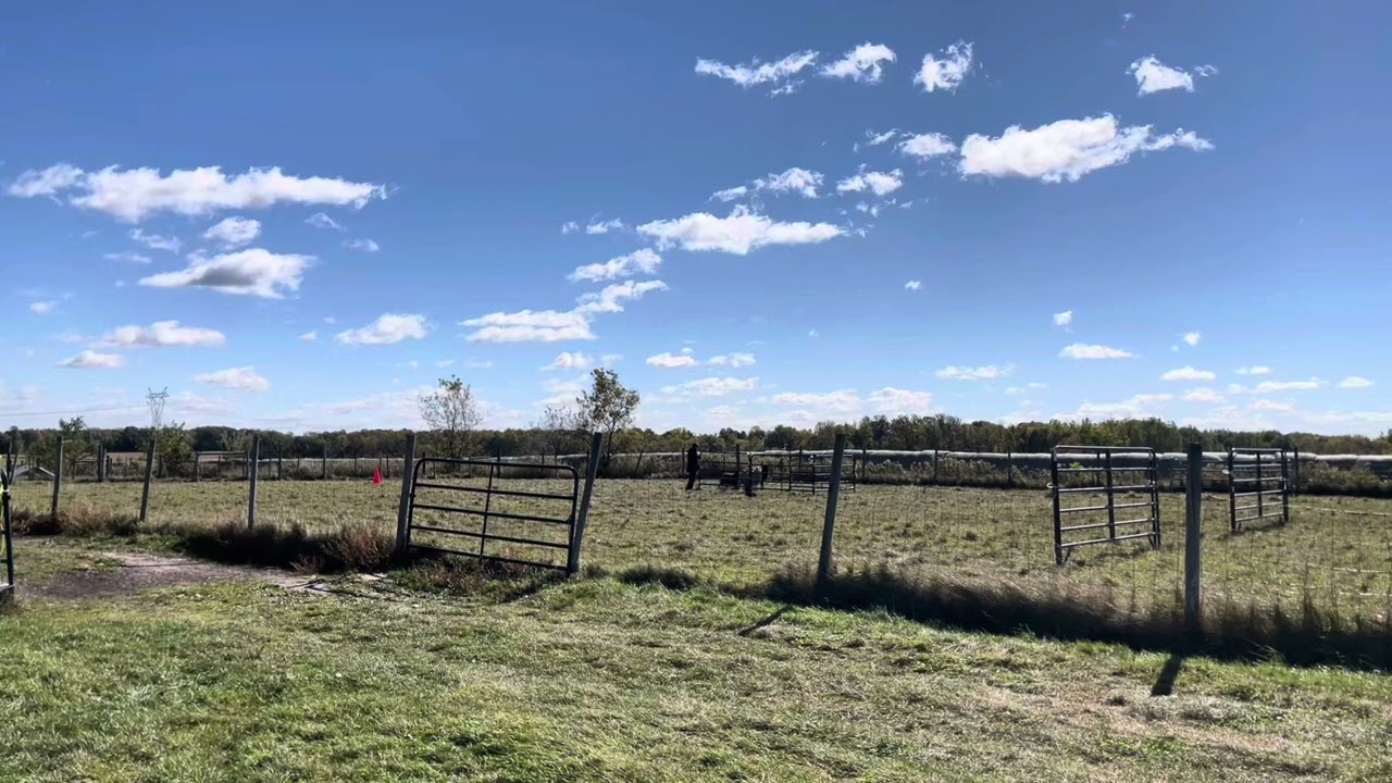 Rose and Maggie - October 6, 2024 AHBA Trial - HTAD Sheep