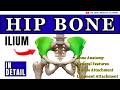 Hip Bone Anatomy Explained: Intro & Ilium | Lower Limb Part 1