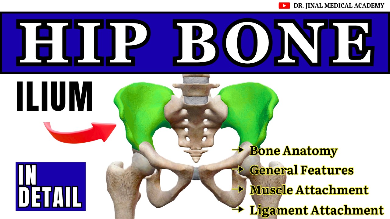 Hip Bone Anatomy Explained: Intro & Ilium | Lower Limb Part 1