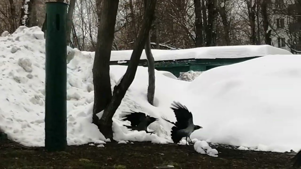 Молодые вороны попали в очаг разборок / Young crows get caught up in clan wars 