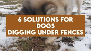 How To Keep A Dog From Digging Under A Fence (Stop This Worrisome Behavior!)