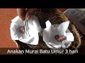 Perkembangan Telur Murai Batu sampai jadi Anakan umur 1 minggu