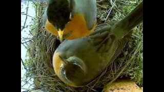 Robins Nest Cam -- Sweet Loving Birds