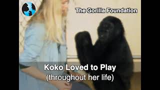 Reflecting on Koko's Playfulness (2023) by kokoflix 2,175 views 9 months ago 3 minutes, 41 seconds