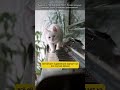 Как возникло абстрактное мышление