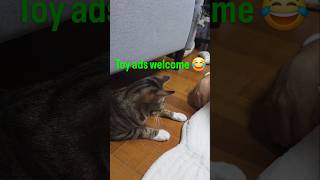 Toy play from a cat's POV #cat #cute #funny #kitten #funnycat #cutecat