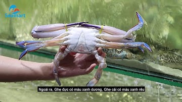 Ăn ghẹ lúc nào cũng ngon vì biết cách chọn