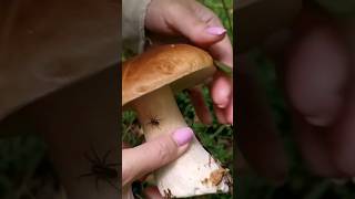 Шикарные белые грибы #shortsyoutube #nature #природа #youtubeshorts #рекомендации #грибы #funny