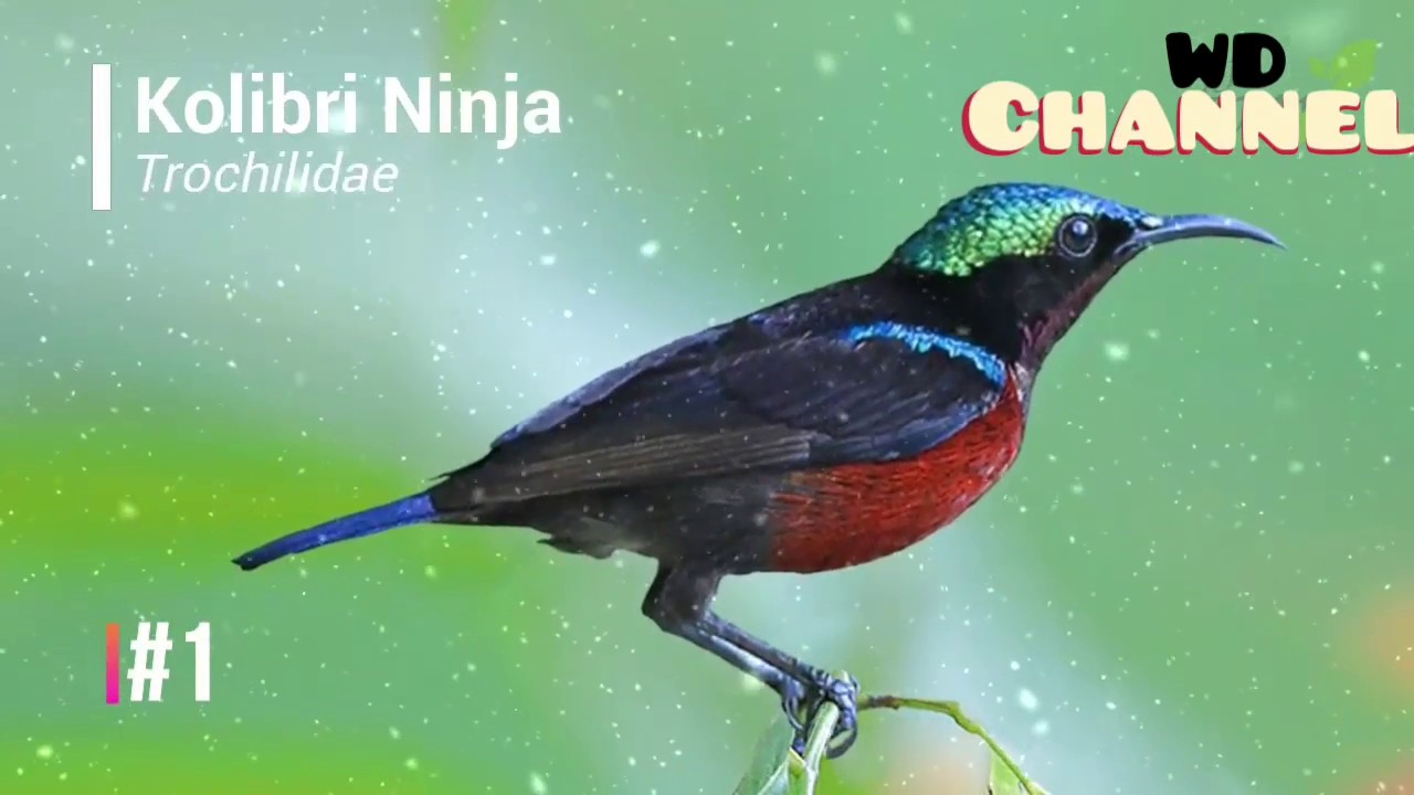 24 JENIS BURUNG PALING TERKENAL || DI INDONESIA 
