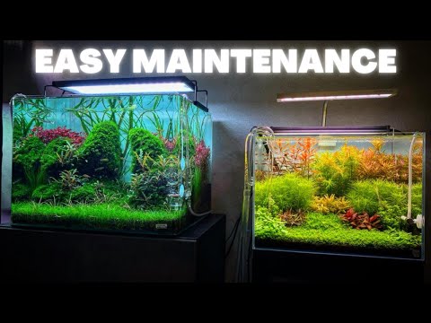 Video: 6 Easy Fish Tank Onderhouds- en onderhoudstips voor beginners