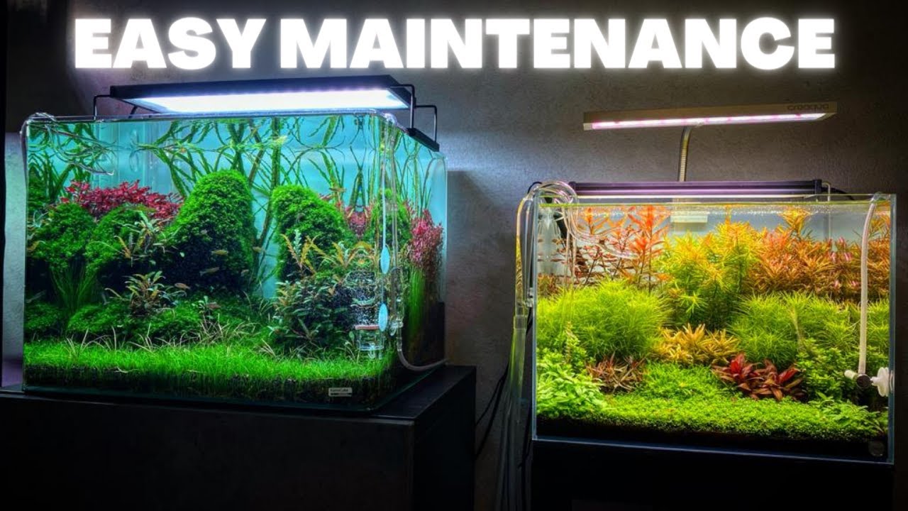 AQUARIUM MAINTENANCE FOR BEGINNERS – QUICK AND SIMPLE