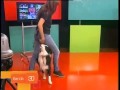 Amor Animal - Adiestramiento Canino