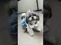 Lola is happy…#youtubeshorts #dogbreed #viral #grow #foryou #reach #shihtzu #trendingnow #explore🥰
